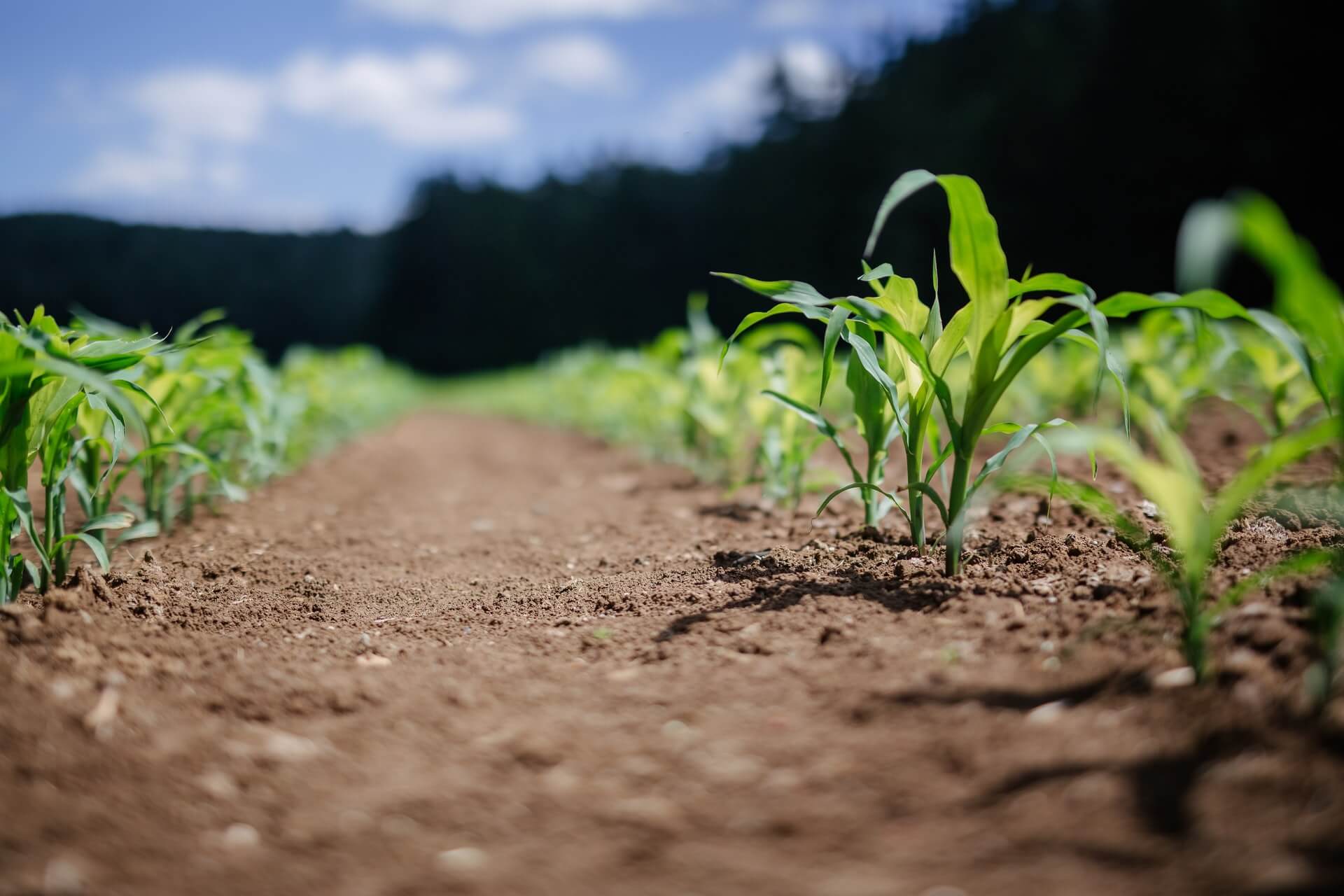 How shorter crops could give farming a longer life