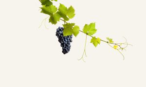 Grapes2